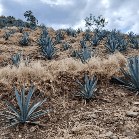 Mezcal No Me Dejes Proceso