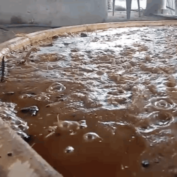 Mezcal No Me Dejes Proceso